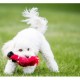 Kong Wild Knots für Hunde