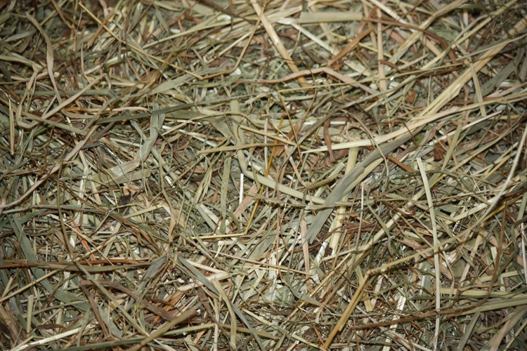 Versele-Laga Natural Hay – Heu für Kaninchen und Nagetiere  
