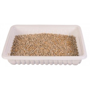 Katzengras