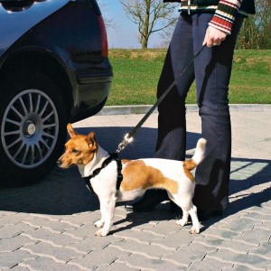 Auto-Hundegeschirr mit Leine