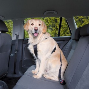 Auto-Hundegeschirr mit Leine