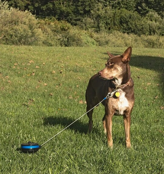 Einziehbare Roller Leine für den Hund