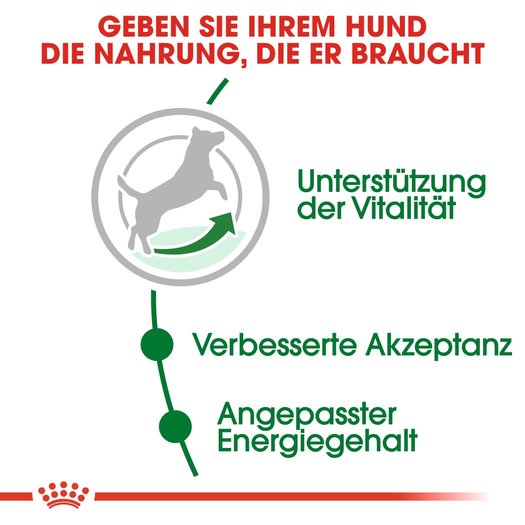 Royal Canin Mini Adult 8+ Hundefutter