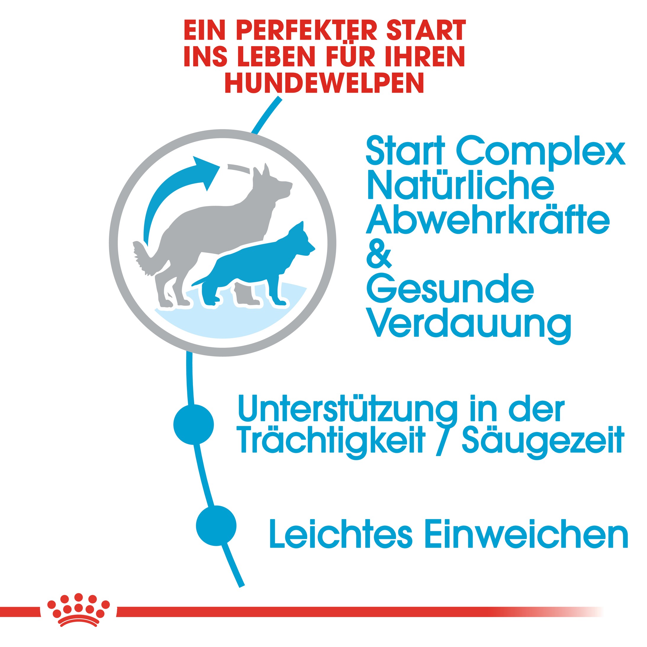 Royal Canin Maxi Starter Hundefutter