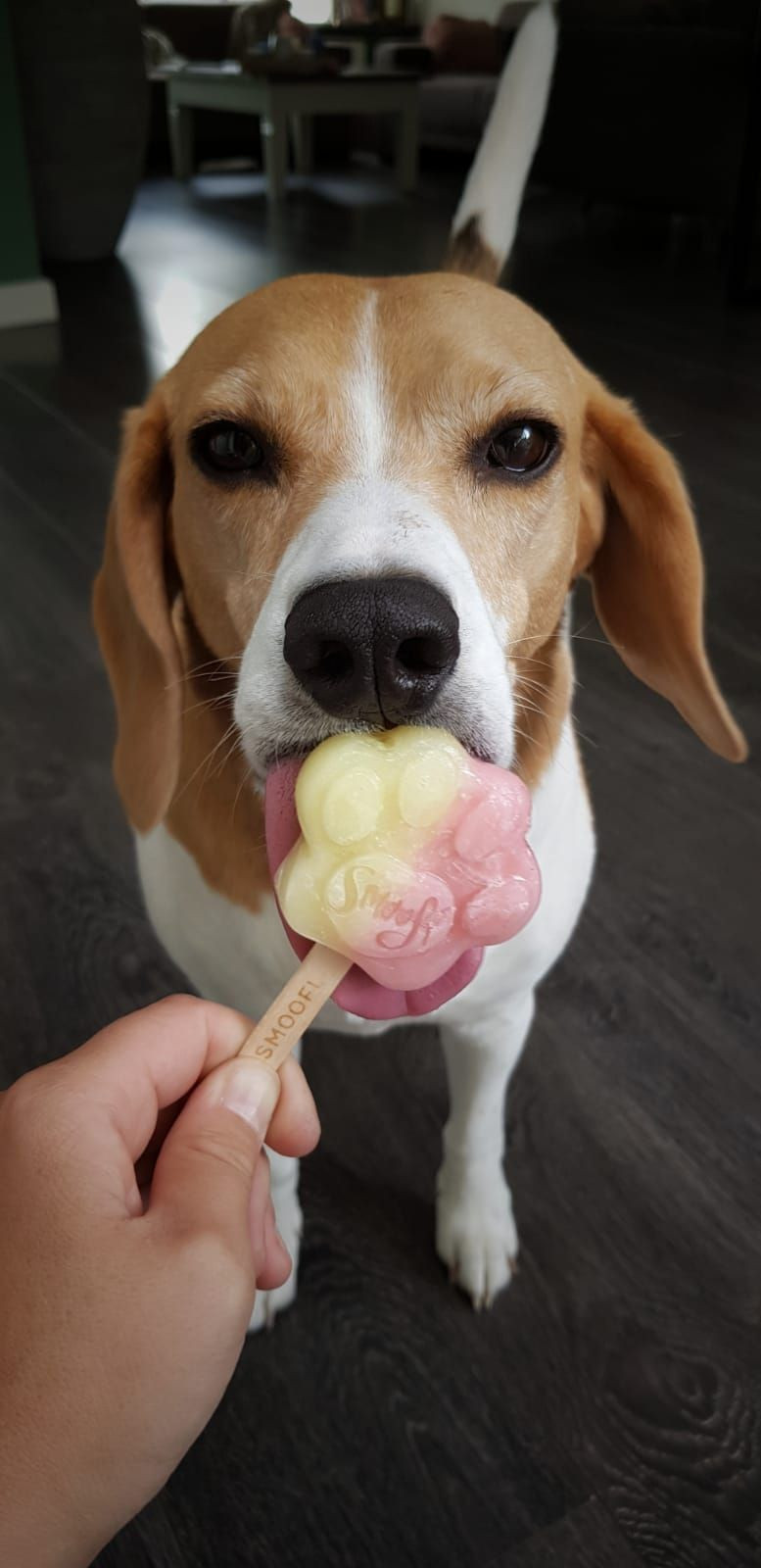 Smoofl Ice Treat Mix für Hunde Erdbeere Lecker Günstig