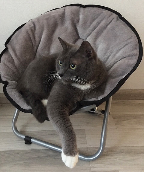 Relaxstuhl für kleine Hunde und Katze