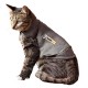 Thundershirt für Katzen