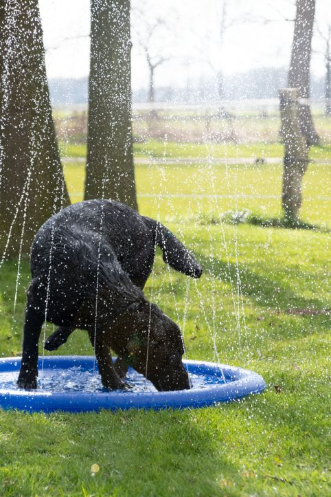 CoolPets Splash Pool Sprinkler Preiswert GroBe Auswahl