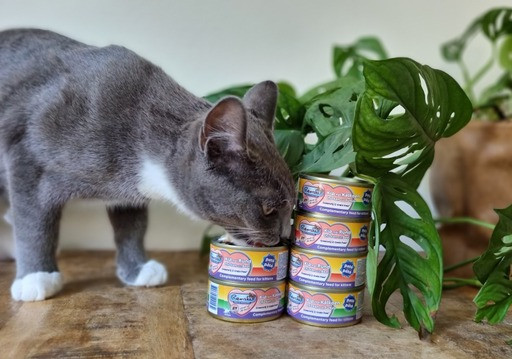 Renske Kitten paté kip met rund natvoer kat (24x70 gr)