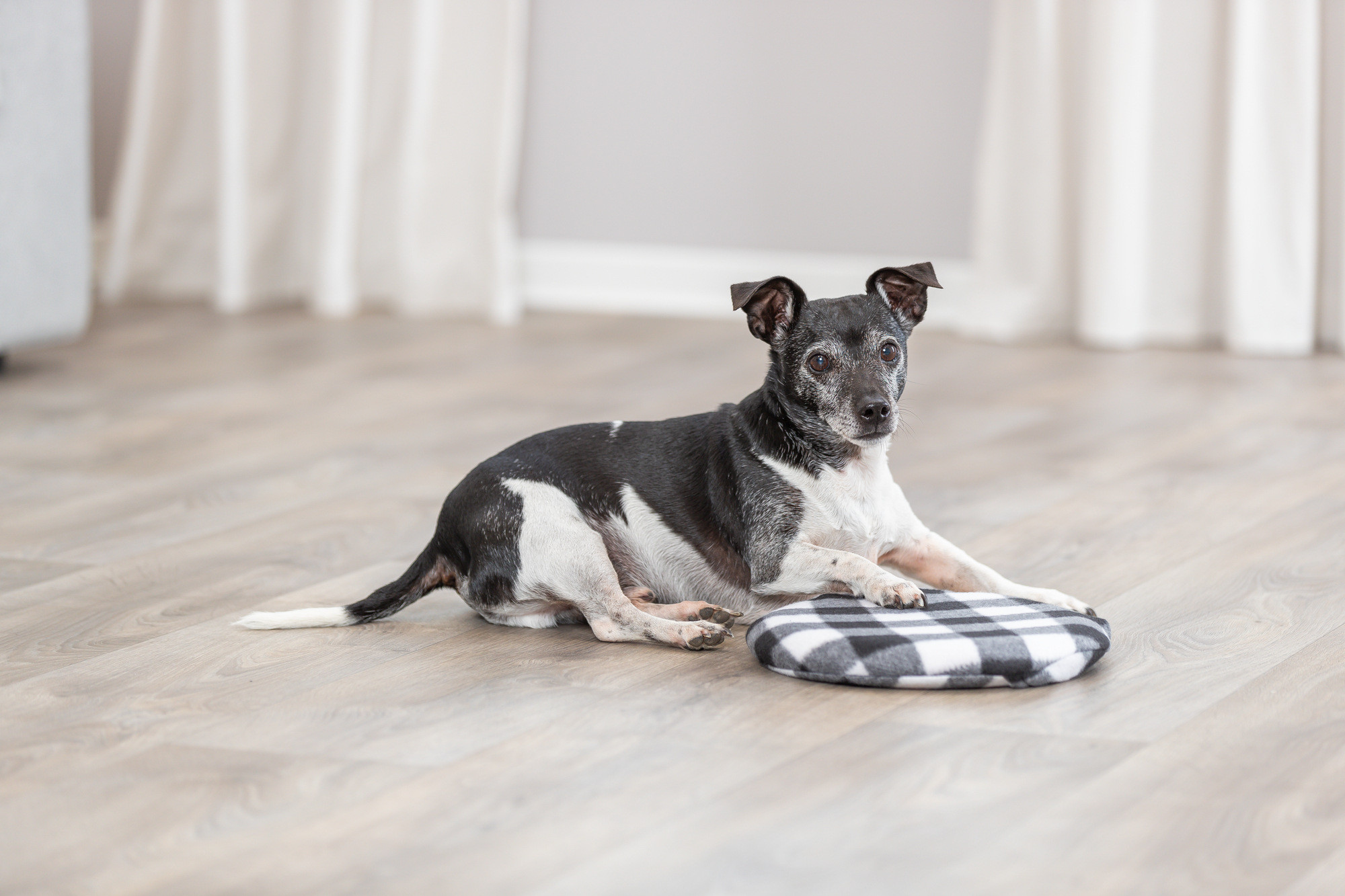 Trixie warmtekussen hond/kat voor magnetron ø 26 cm