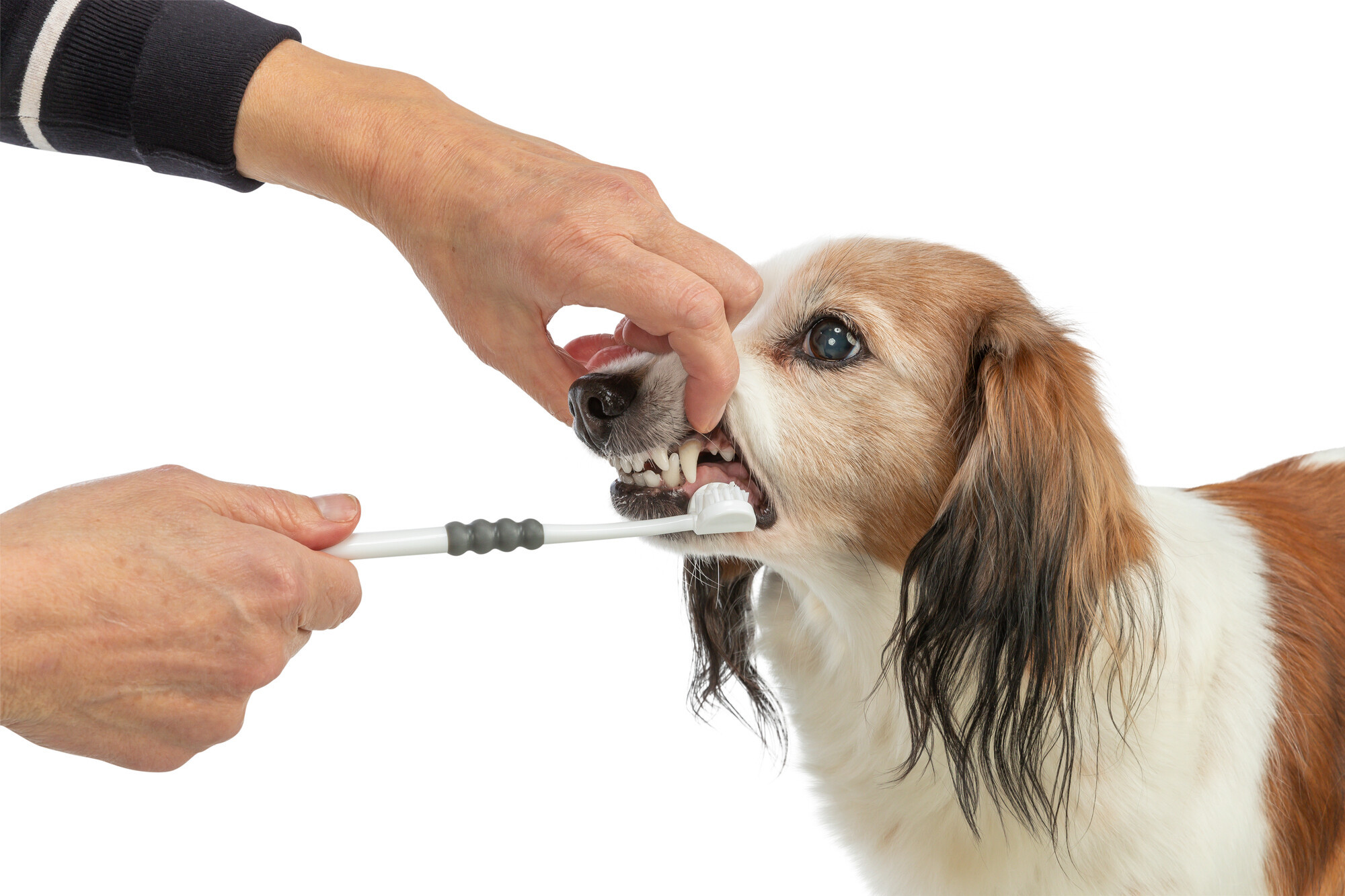 Trixie tandenborstel 3-koppig voor hond en kat