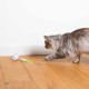 Racing roller Katzenspielzeug