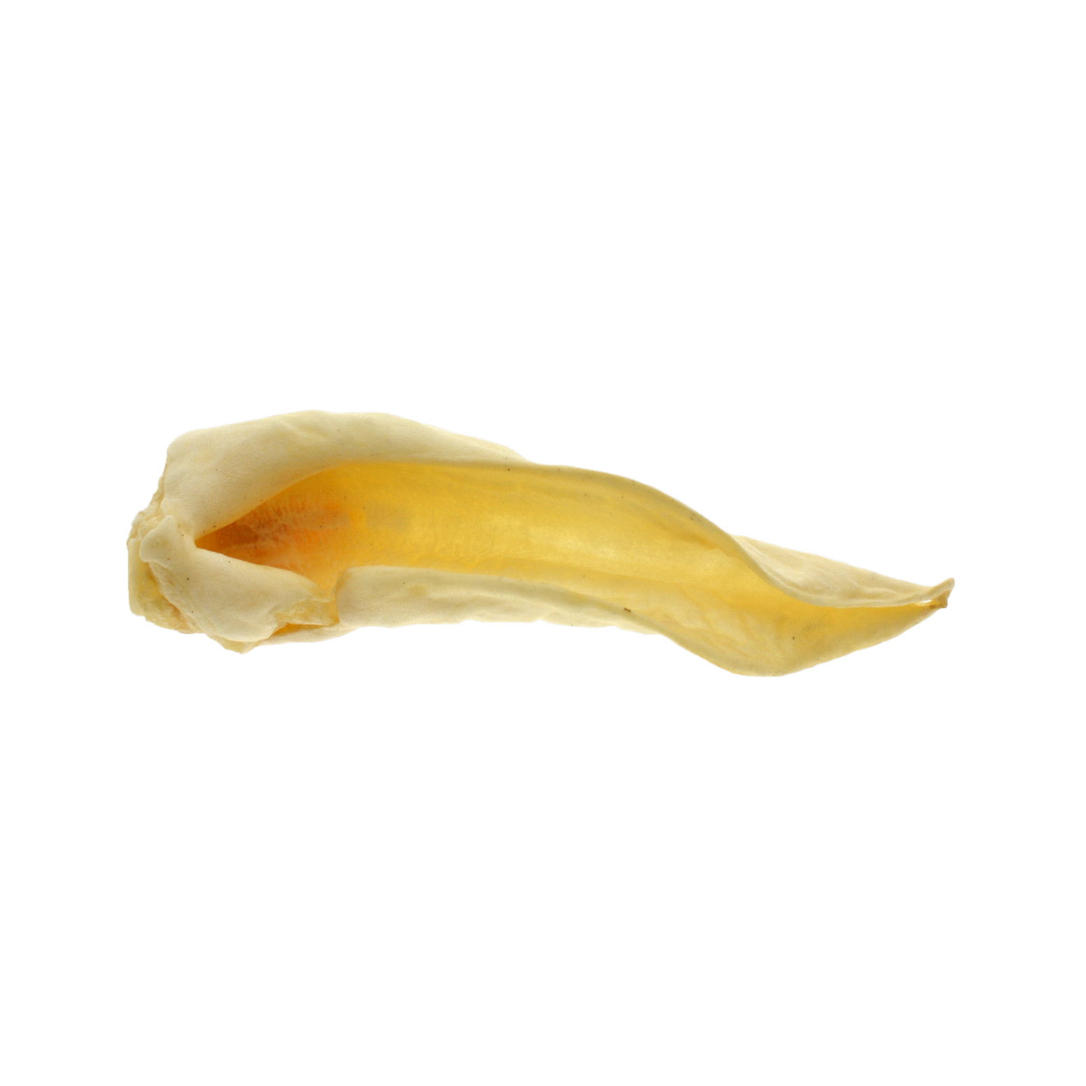 Zoolekker - Geitenoren hondensnack