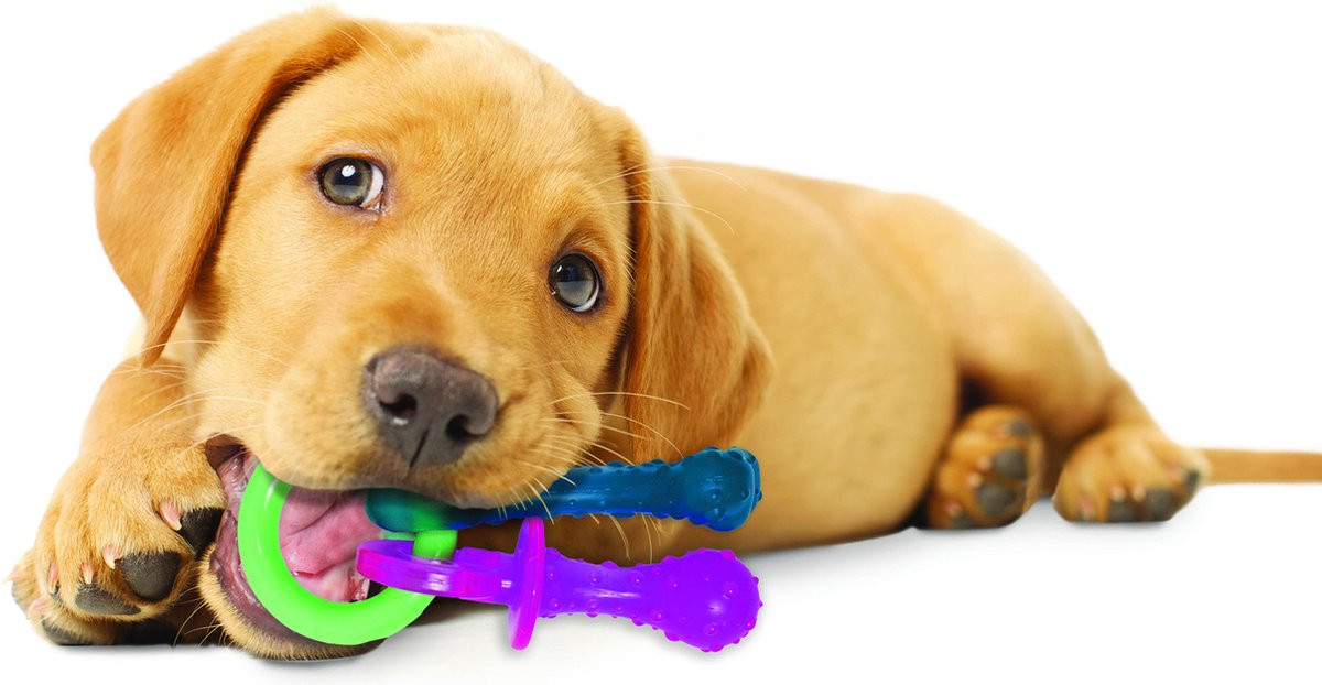 Nylabone Puppy Starterkit nylon kauwbotten (kipsmaak)
