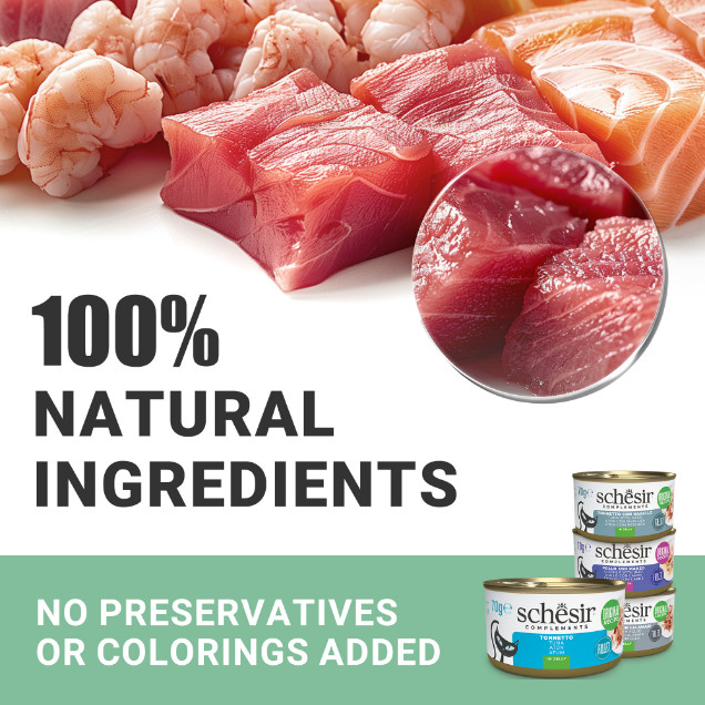 Schesir kip met ham (jelly) natvoer kat (zakjes 85 g)