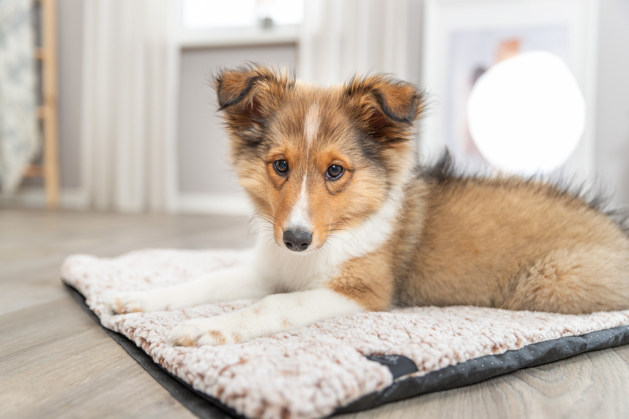 Warmtereflecterende ligmat Calida voor hond en kat