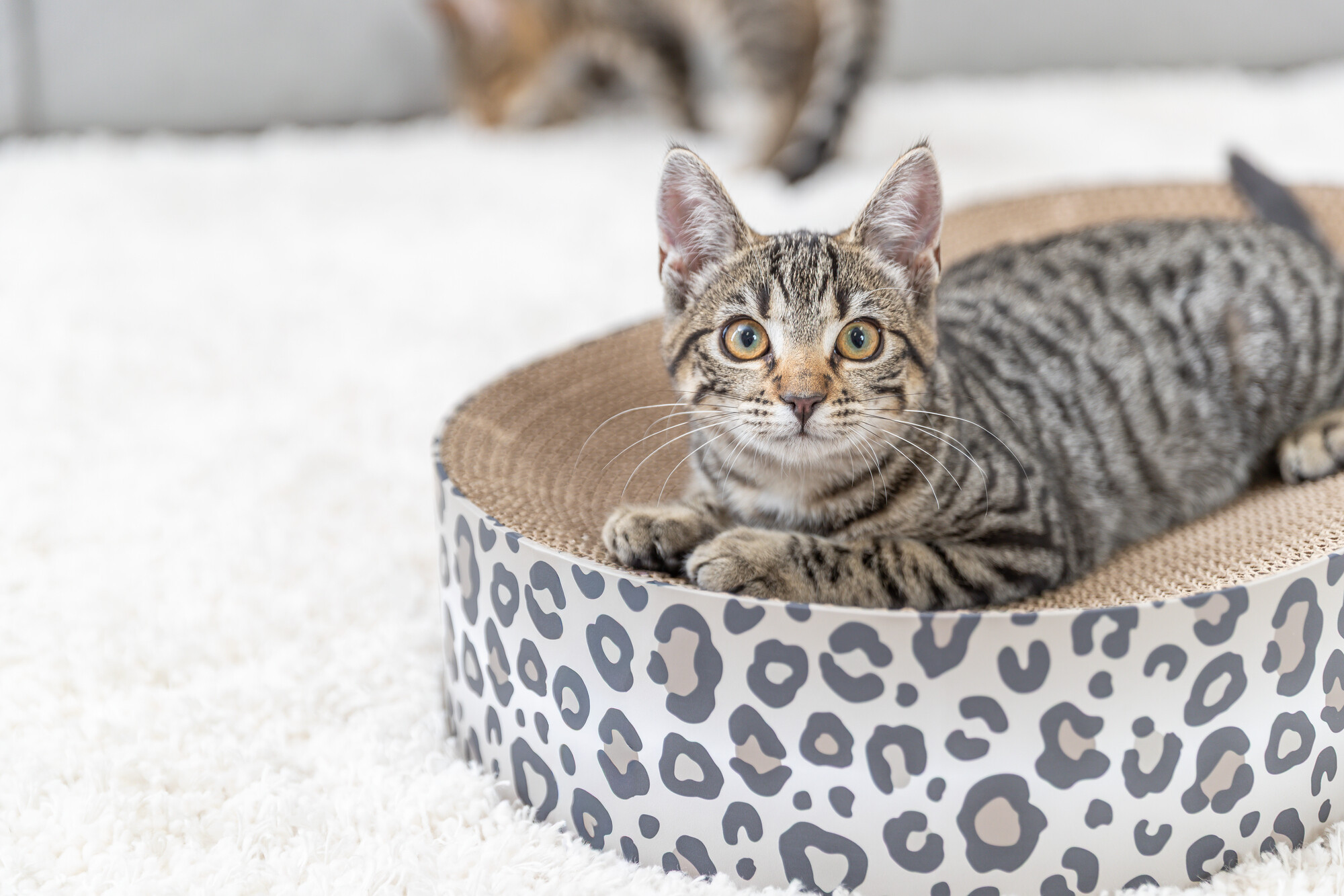 Krabmand Leo met catnip voor de kat
