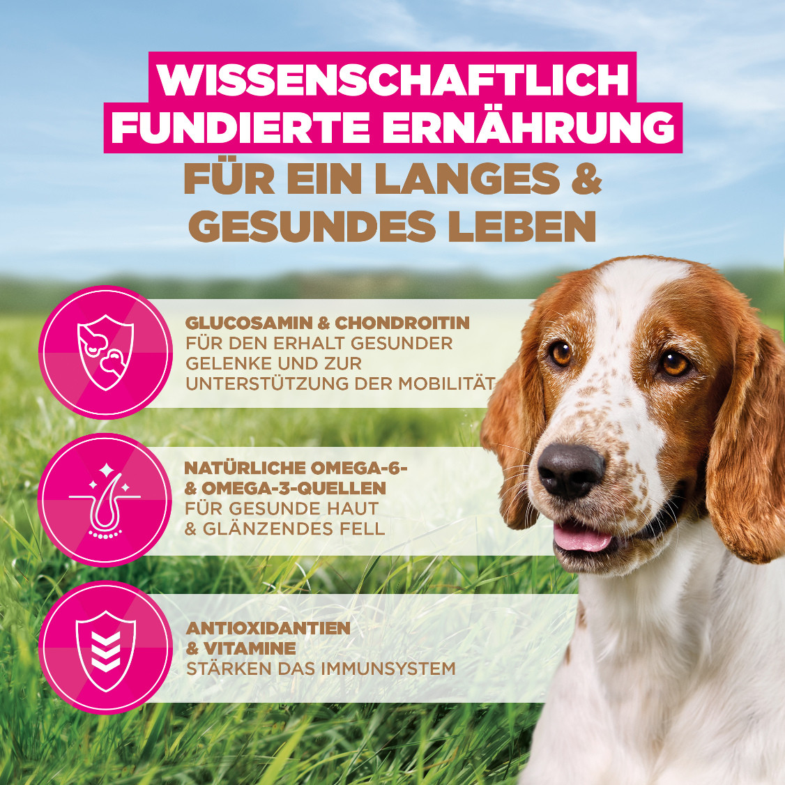 Eukanuba Senior Small & Medium met oceaanvis graanvrij hondenvoer