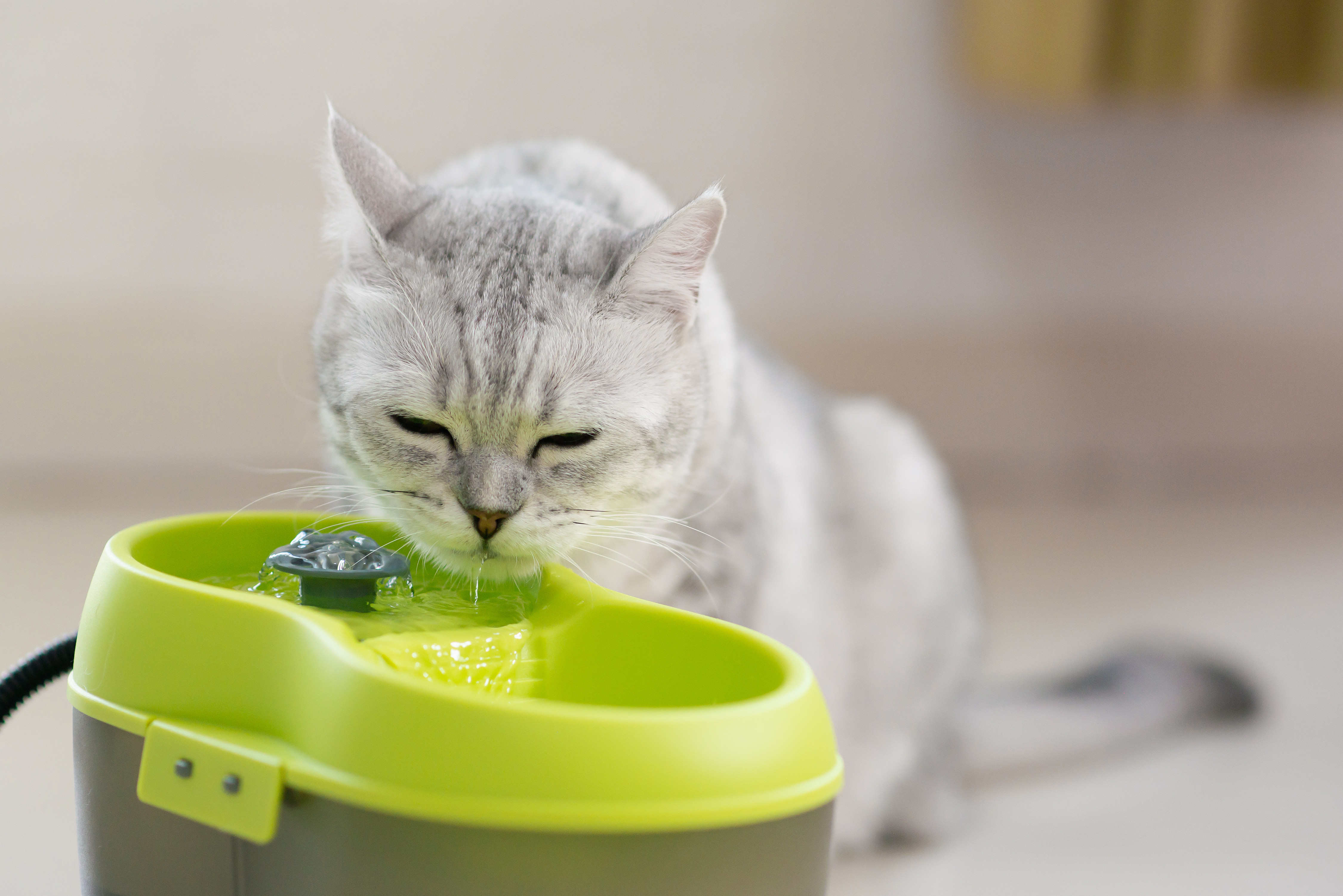 Plaqtiv+ Oral Care Wateradditief Original voor hond en kat
