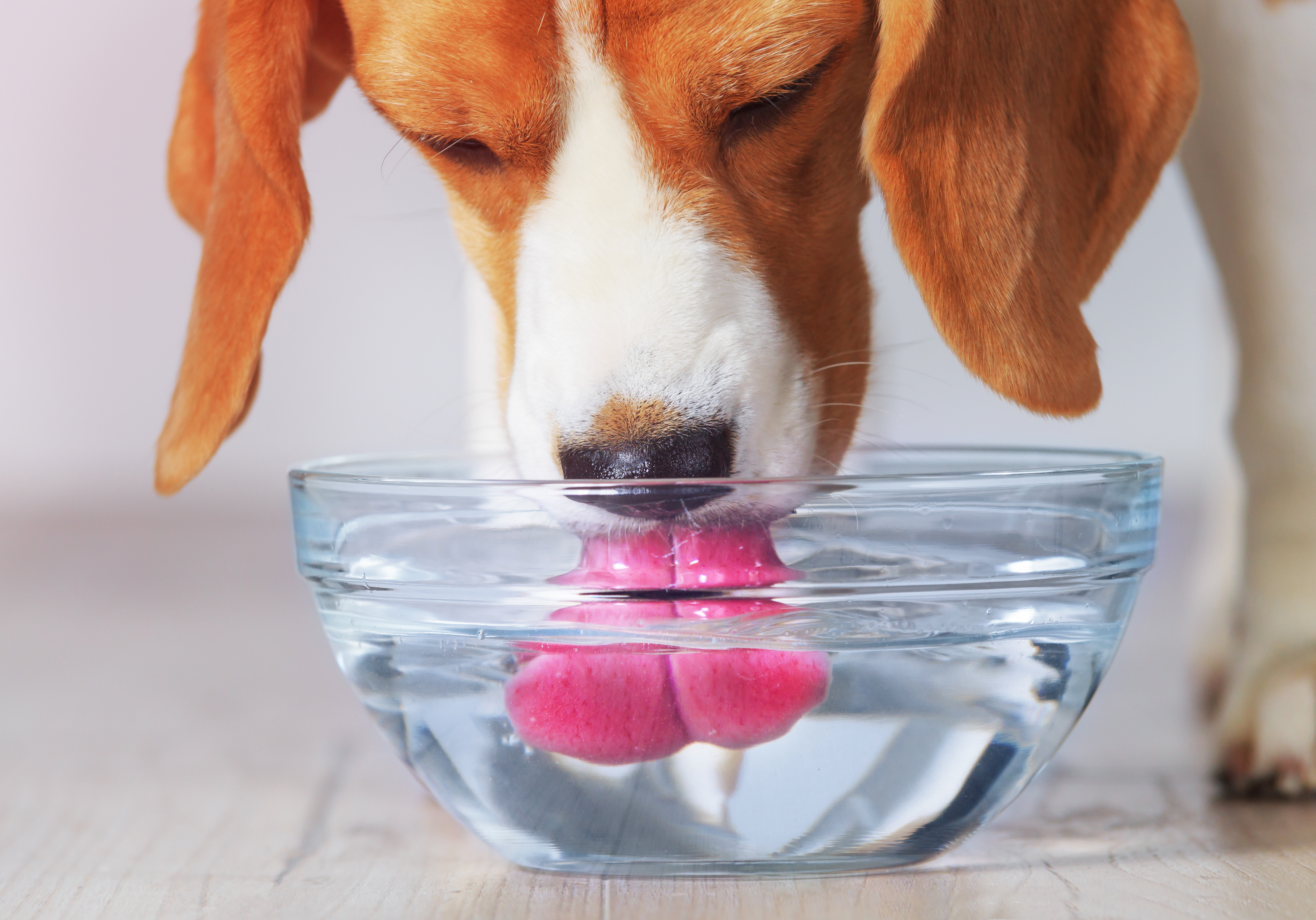 Plaqtiv+ Oral Care Wateradditief Original voor hond en kat