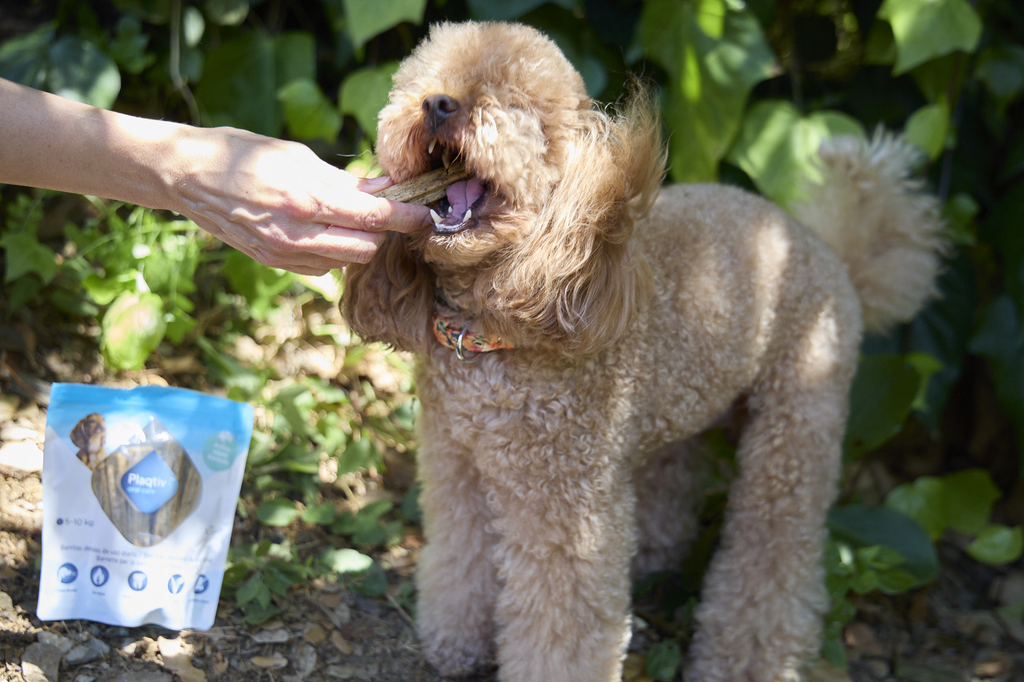 Plaqtiv+ Oral Care Daily Dental Care kauwsticks voor de hond