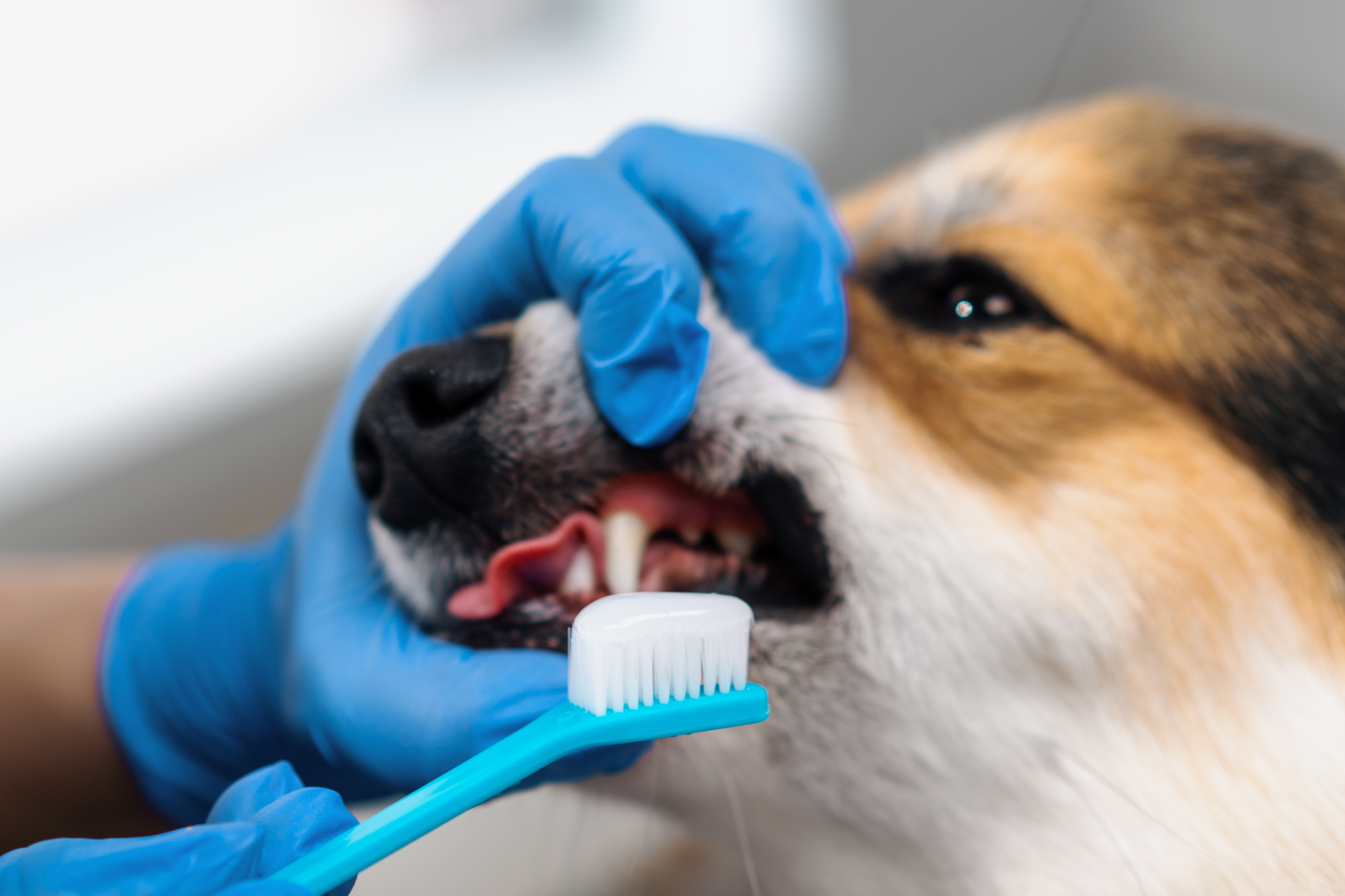 Plaqtiv+ Oral Care tandpasta voor hond en kat