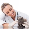 Katzenapotheke