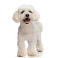 Bichon Hundefutter