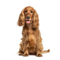 Cocker Spaniel