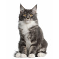 Maine Coon