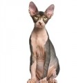 Sphynx