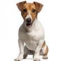 Jack Russell Terrier